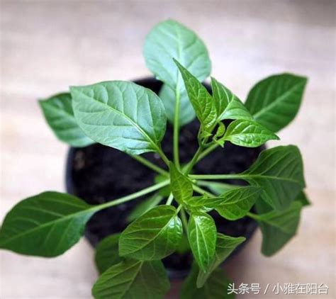 自己種辣椒|想在家裡種辣椒嗎？室內種植辣椒全攻略